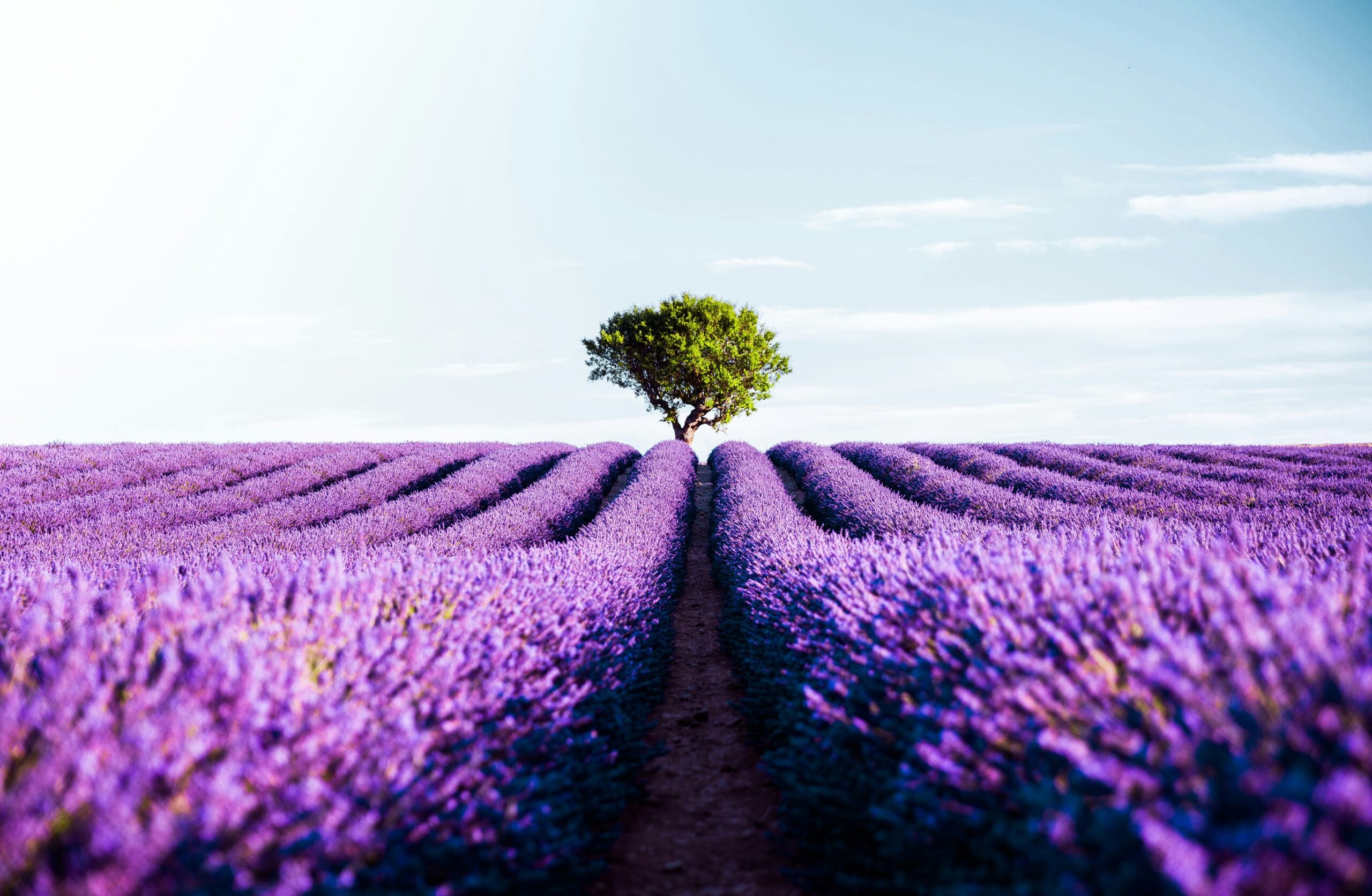 França na primavera